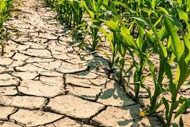 Danni da siccità alle produzioni agricole - anno 2023 - Attivazione procedura di ricognizione presso aziende interessate